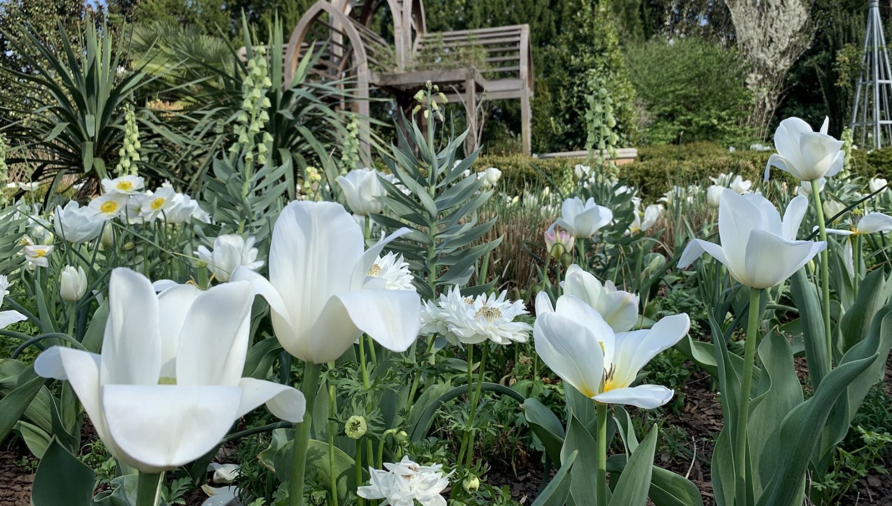A Garden With White Flowers